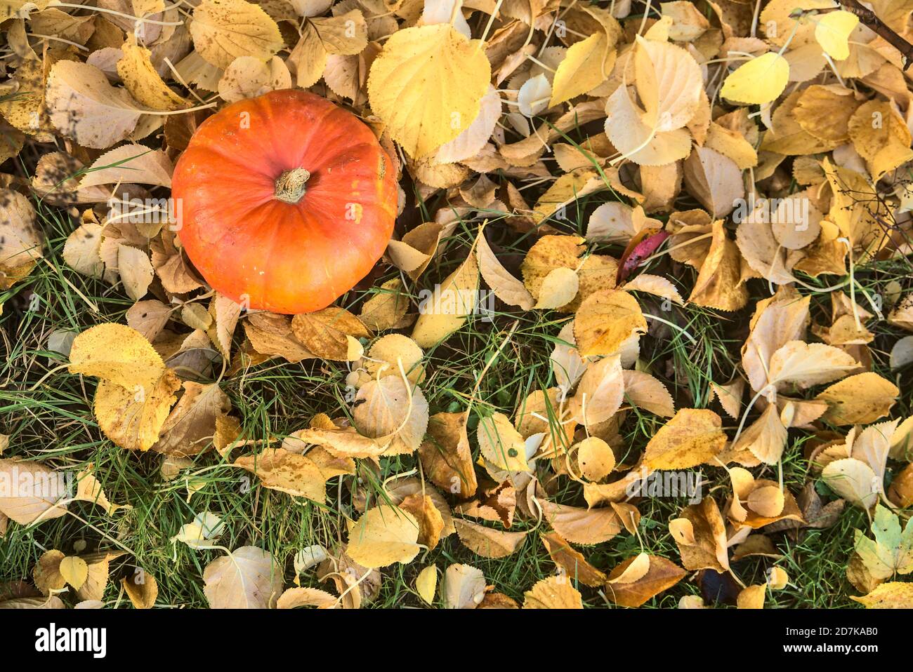 Magnifique petit citrouille orange automnale dans des feuilles mortes jaune clair. Vue de dessus. Récolte d'automne. Chute de feuilles. Copier l'espace. Automne Banque D'Images