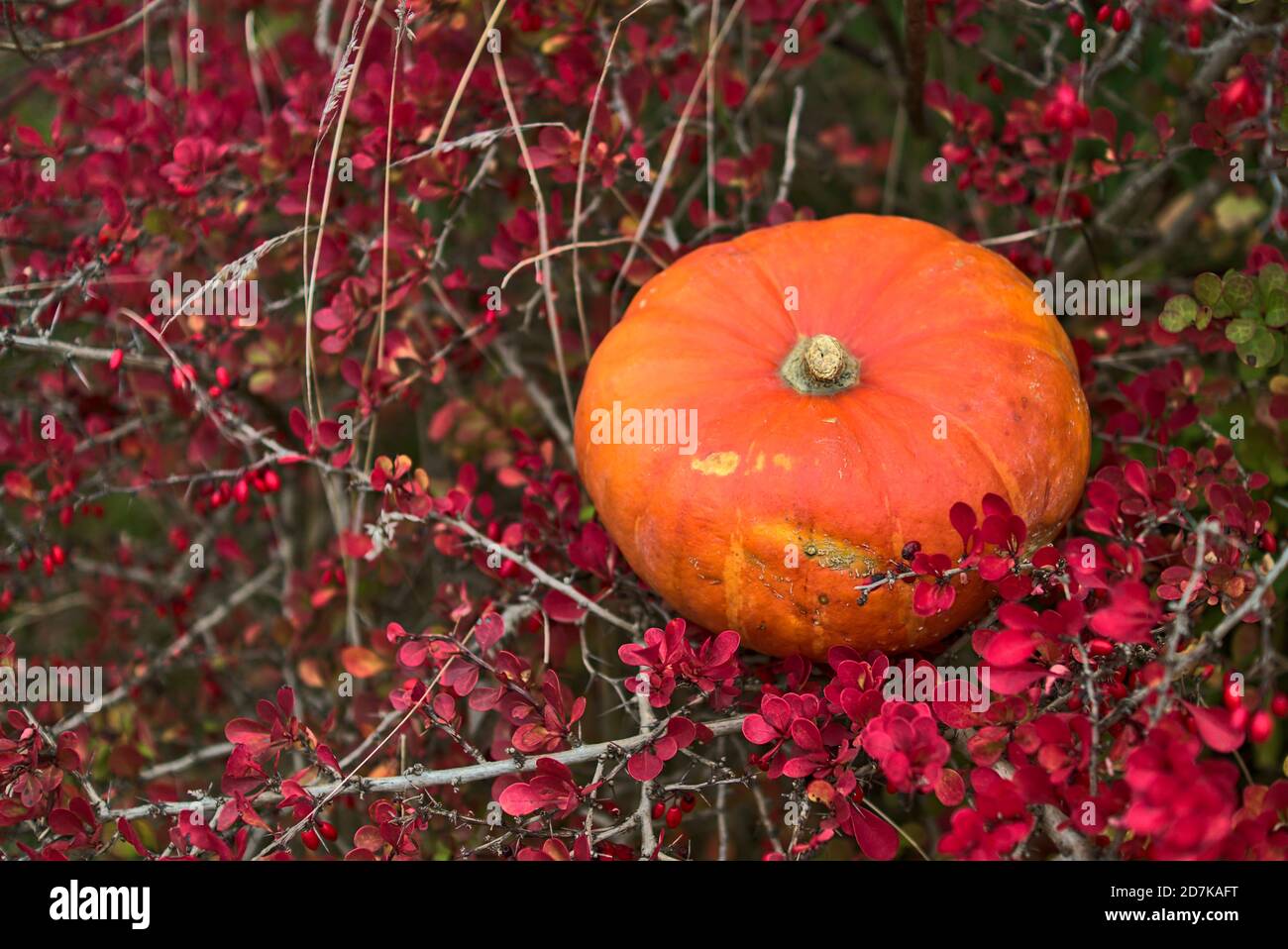 Belle citrouille d'orange unique d'automne sur un arbuste de baies rouges de barberry. Arrière-plan automnal. Vibrations d'automne. Copier l'espace Banque D'Images