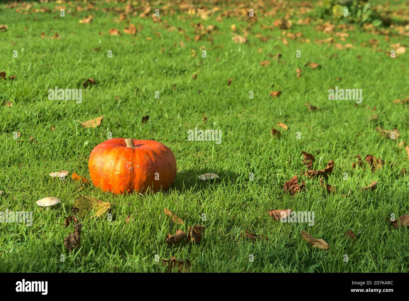 Belle automne petite citrouille d'orange simple sur l'herbe verte avec des feuilles mortes. Citrouille sur la pelouse. Arrière-plan automnal, Halloween. Copier l'espace Banque D'Images