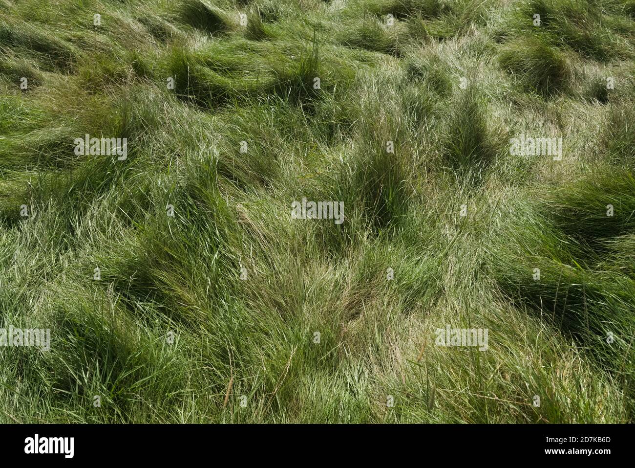 3 - fond naturel Uni de vert long herbe de prairie luxuriante. Aplati et trodden, touffé dans le modèle, probablement à cause du vent aussi. Jour ensoleillé Banque D'Images