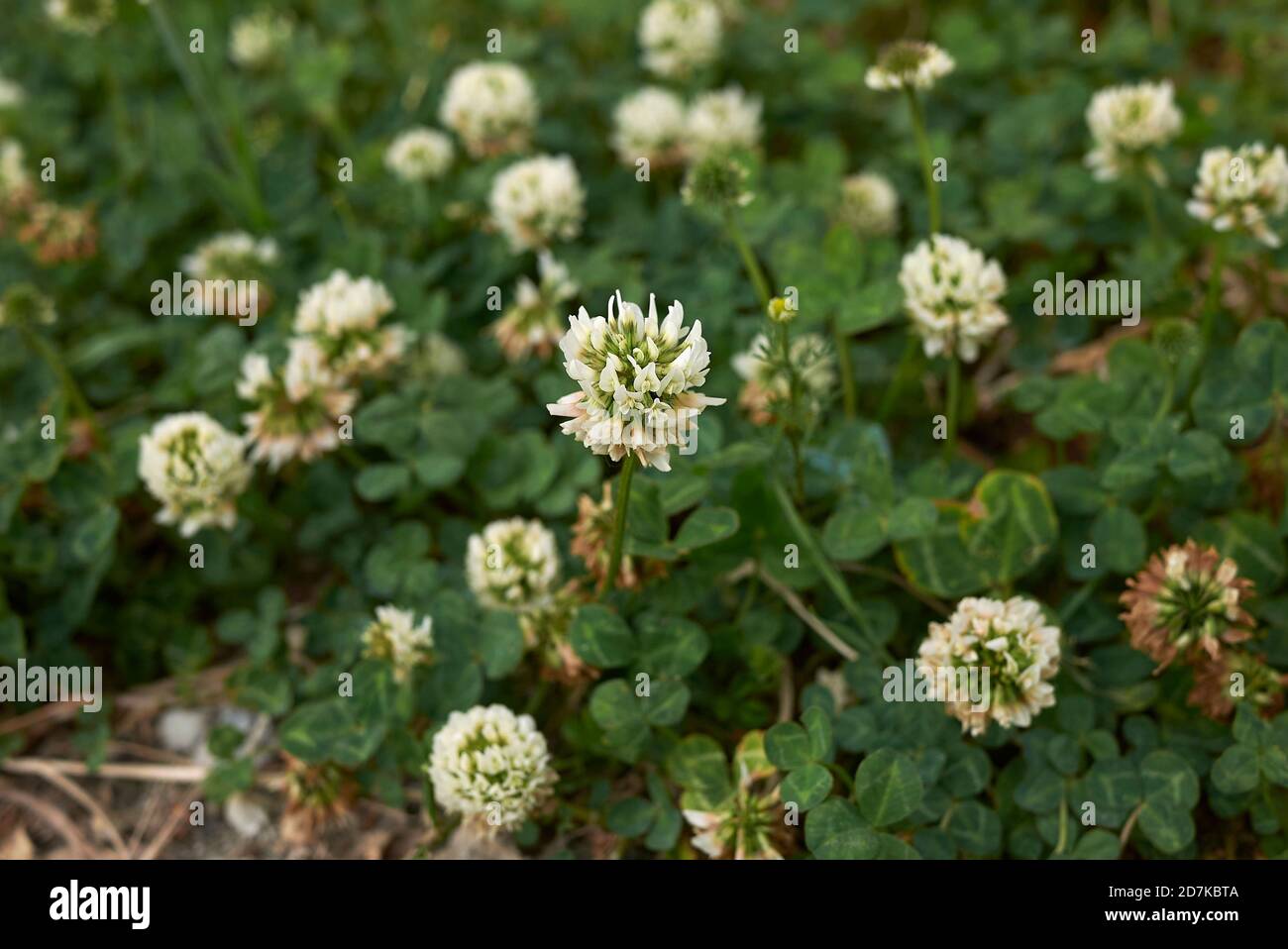 Trifolium repens en fleur Banque D'Images