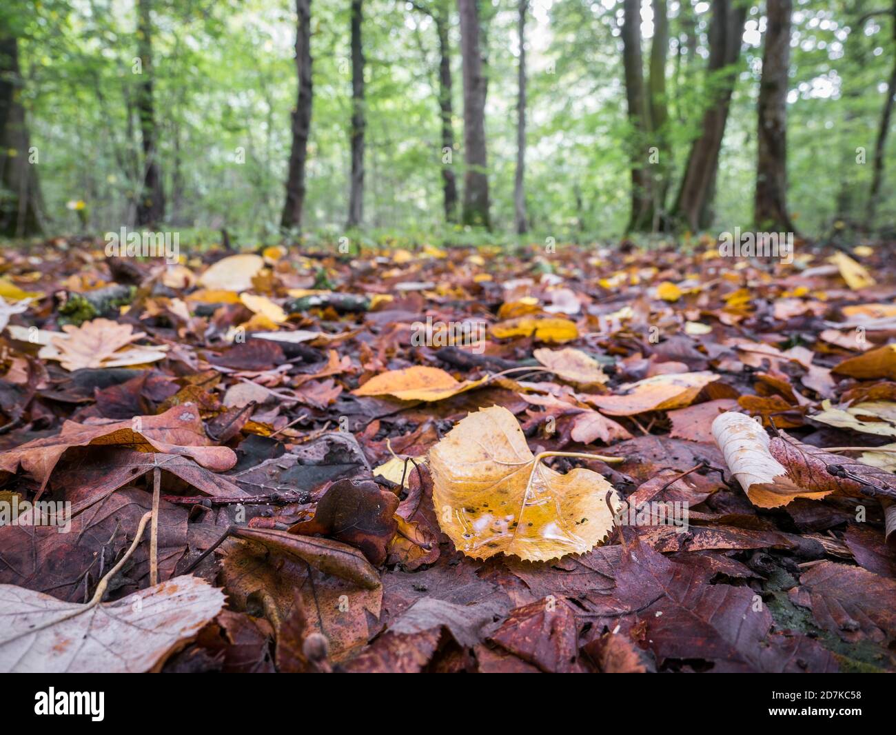 De nombreuses feuilles de couleur sur le sol. Tapis de feuilles jaunes tombées dans la forêt. Banque D'Images