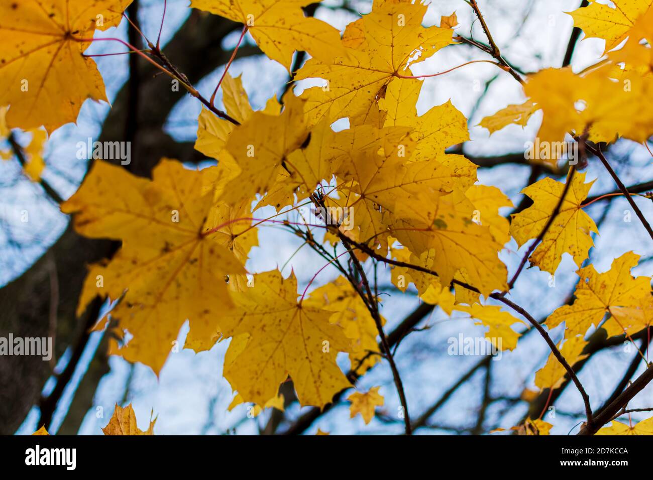 Feuilles d'érable jaune vif en automne avec bleu flou arrière-plan Banque D'Images