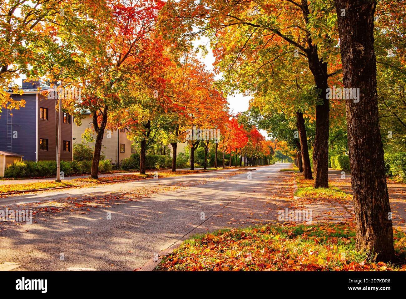 Rue de la ville avec des arbres jaunes, orange et rouges d'automne. Vue colorée et lumineuse sur le feuillage d'automne dans une ville. Scène d'automne en ville. Feuilles tombées sur une route. Banque D'Images