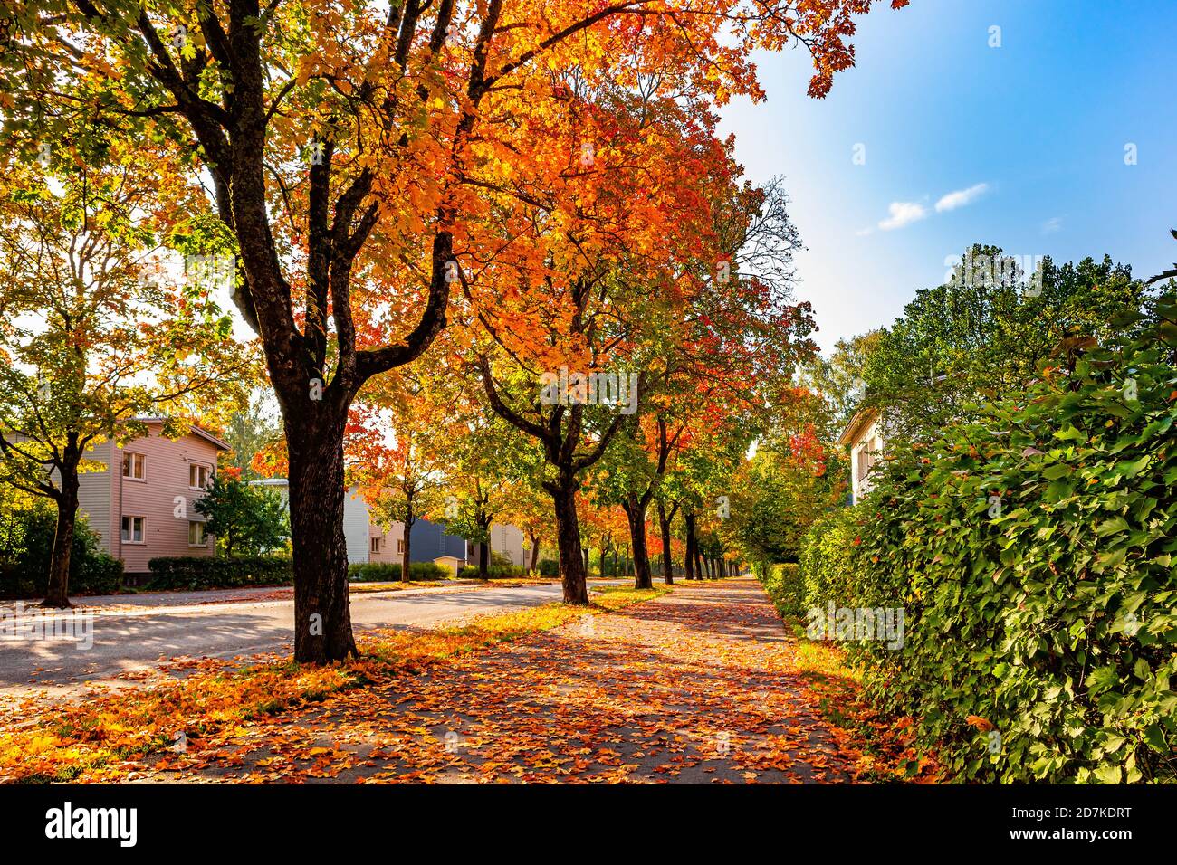 Route colorée bordée d'arbres. Arbres rouges, orange, verts et jaunes sur le bord de la route. Une rue couverte de feuilles en ville. Couleurs d'automne. Finlande. Banque D'Images