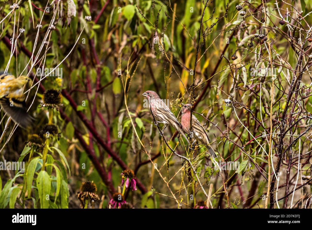 Fini violet avec contrainte dans les bagues Banque D'Images