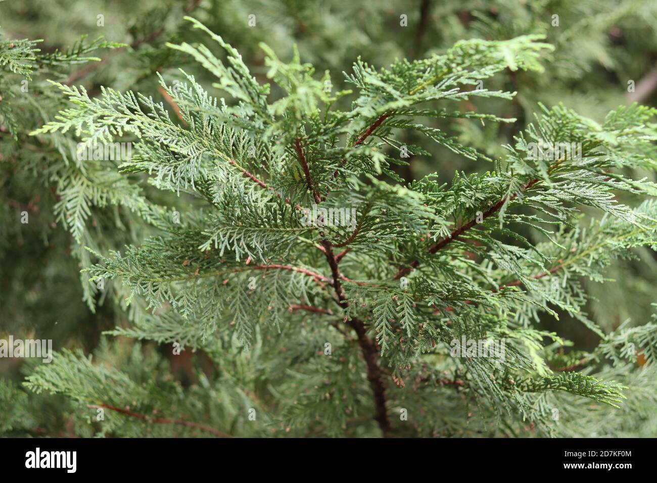 Une branche d'un arbre à feuilles persistantes Banque D'Images