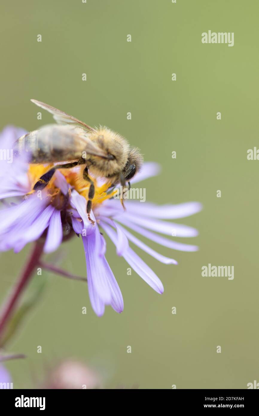 Abeille sur une fleur rose Banque D'Images