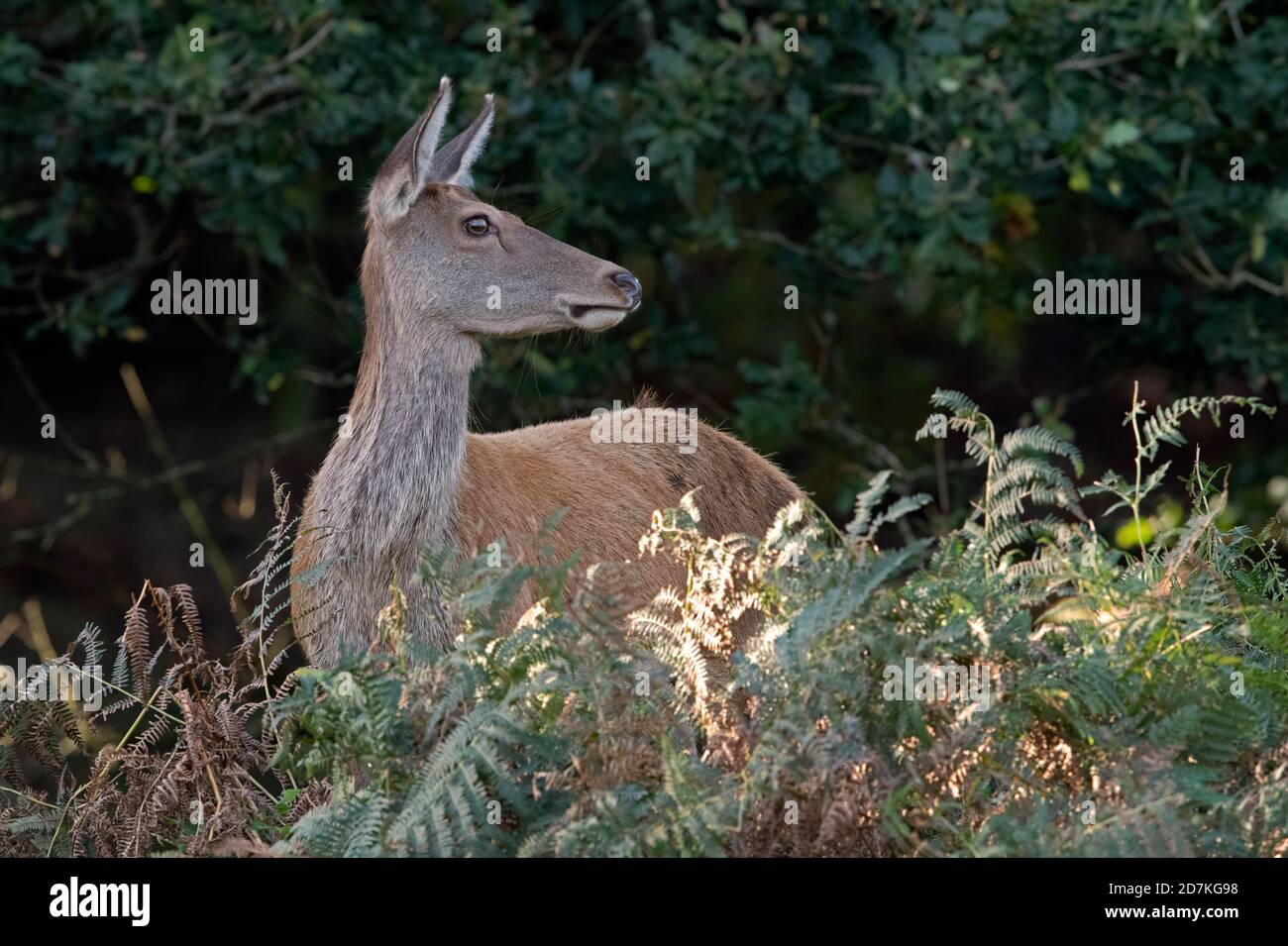 Red Deer Hind (Cervus elaphus) au bord d'une forêt ancienne dense Banque D'Images