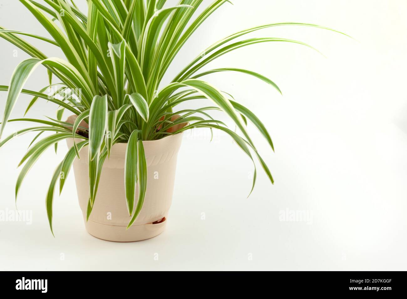 Fleur chlorophytum dans pot beige Banque D'Images