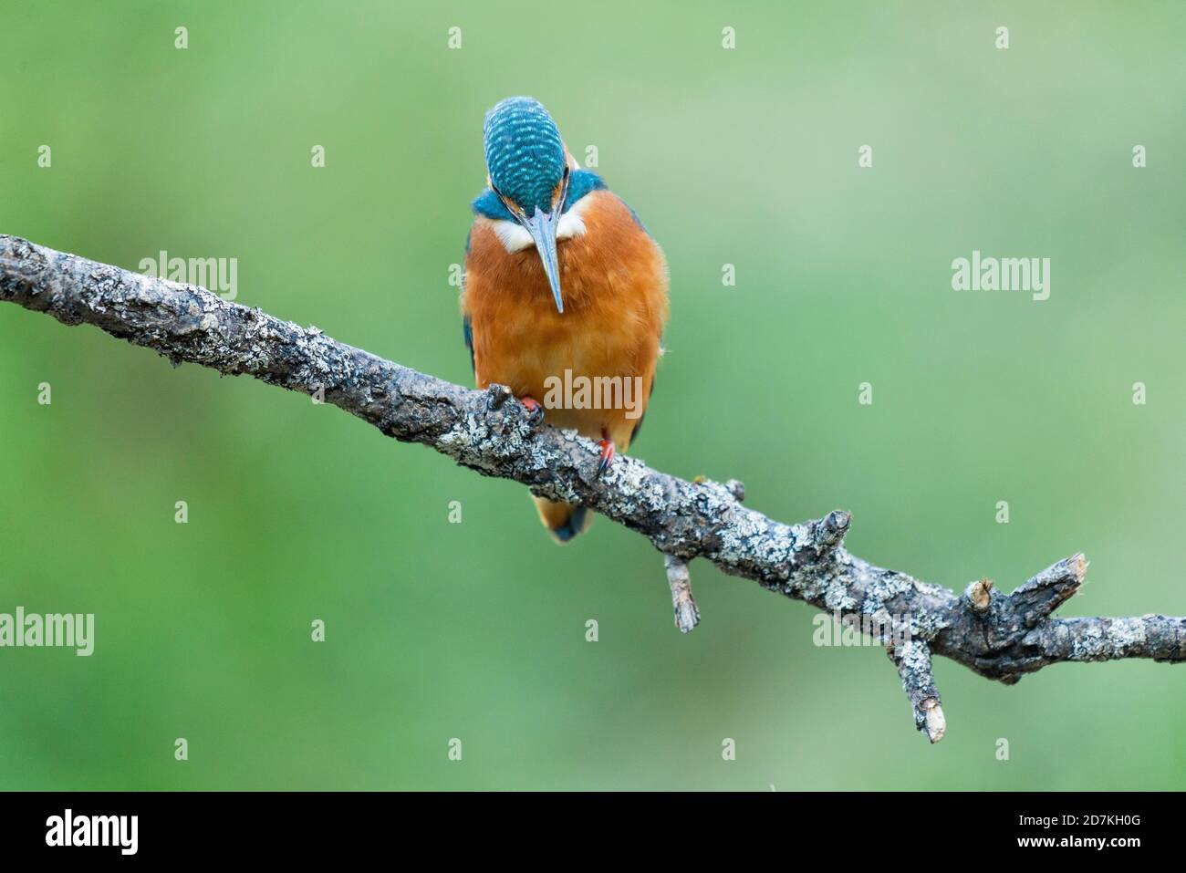 kingfisher femelle Banque D'Images