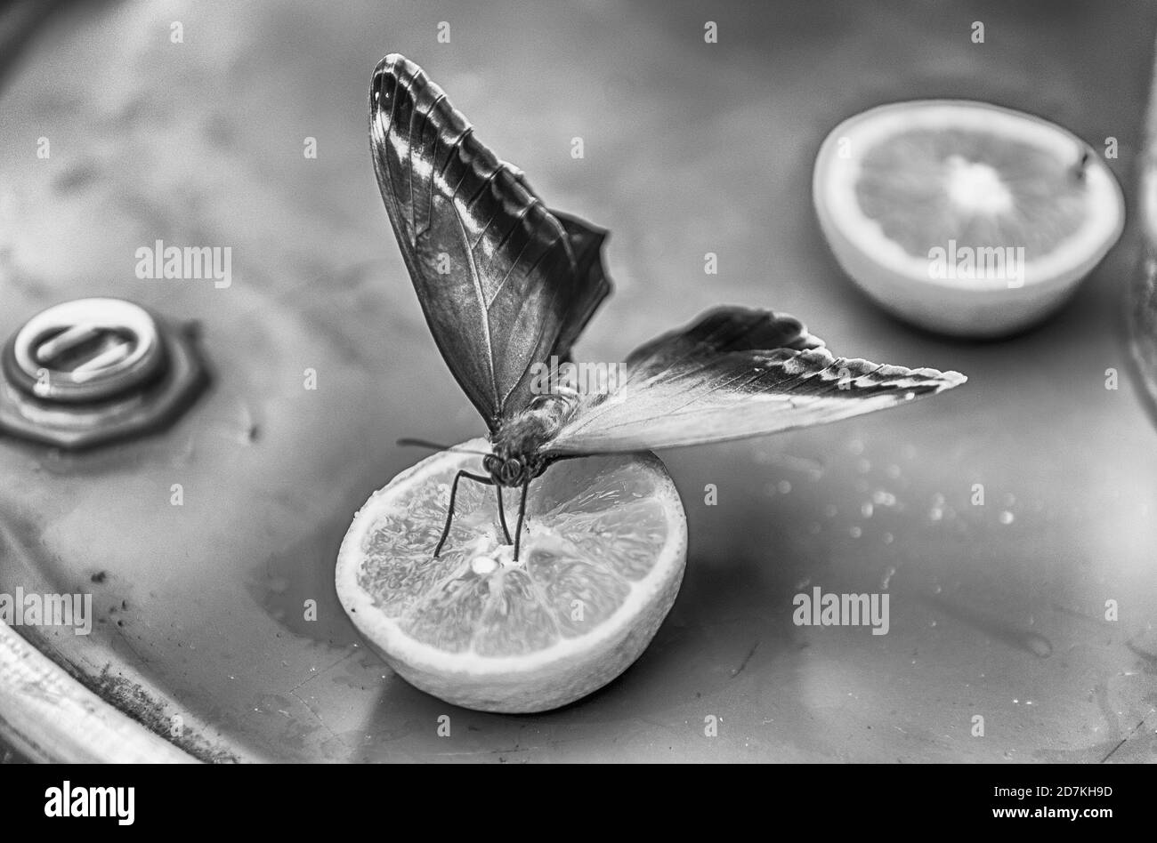 Eryphanis automedon Automedon aka, OWL est un géant papillon tropical. Ici montré en mangeant d'une orange Banque D'Images