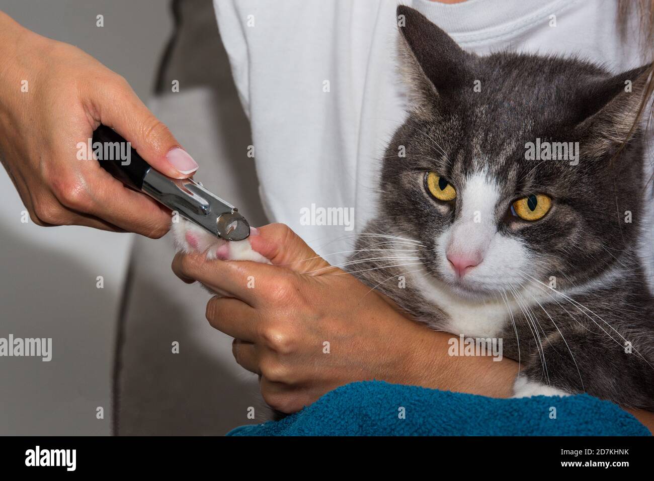 Comment Couper Les Griffes Banque D Image Et Photos Alamy
