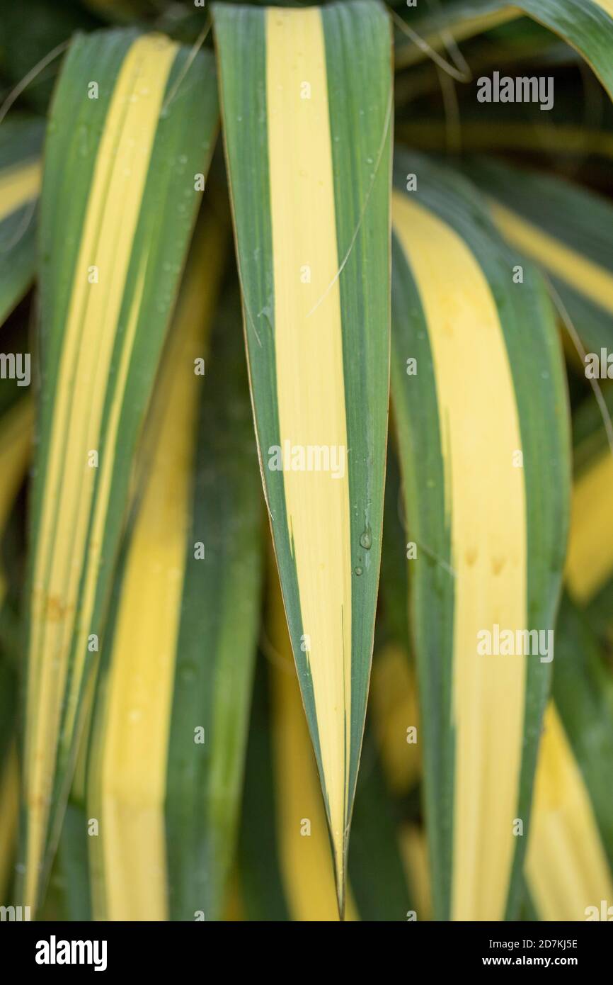 Yucca filamentosa ‘couleur de garde’, abstrait coloré gros plan portrait naturel de plante Banque D'Images