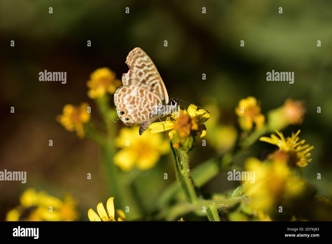 Le spécimen isolé de Leptotes pirithous, bleu à queue courte ou bleu zébré commun de Lang, est un papillon de la famille des Lycaenidae, photographié ici Banque D'Images
