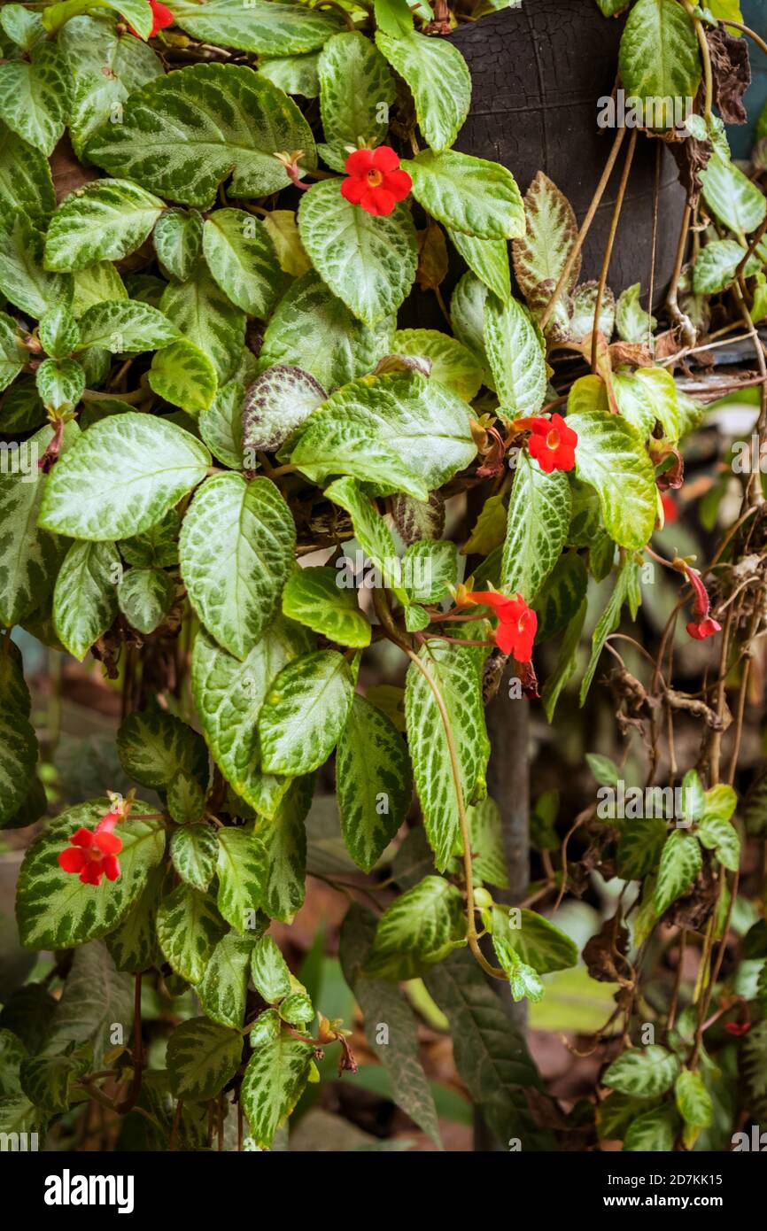Episcia Cupreata plante en fleur plantée à l'intérieur d'un vieux plastique Seau noir dans un jardin cubain Banque D'Images