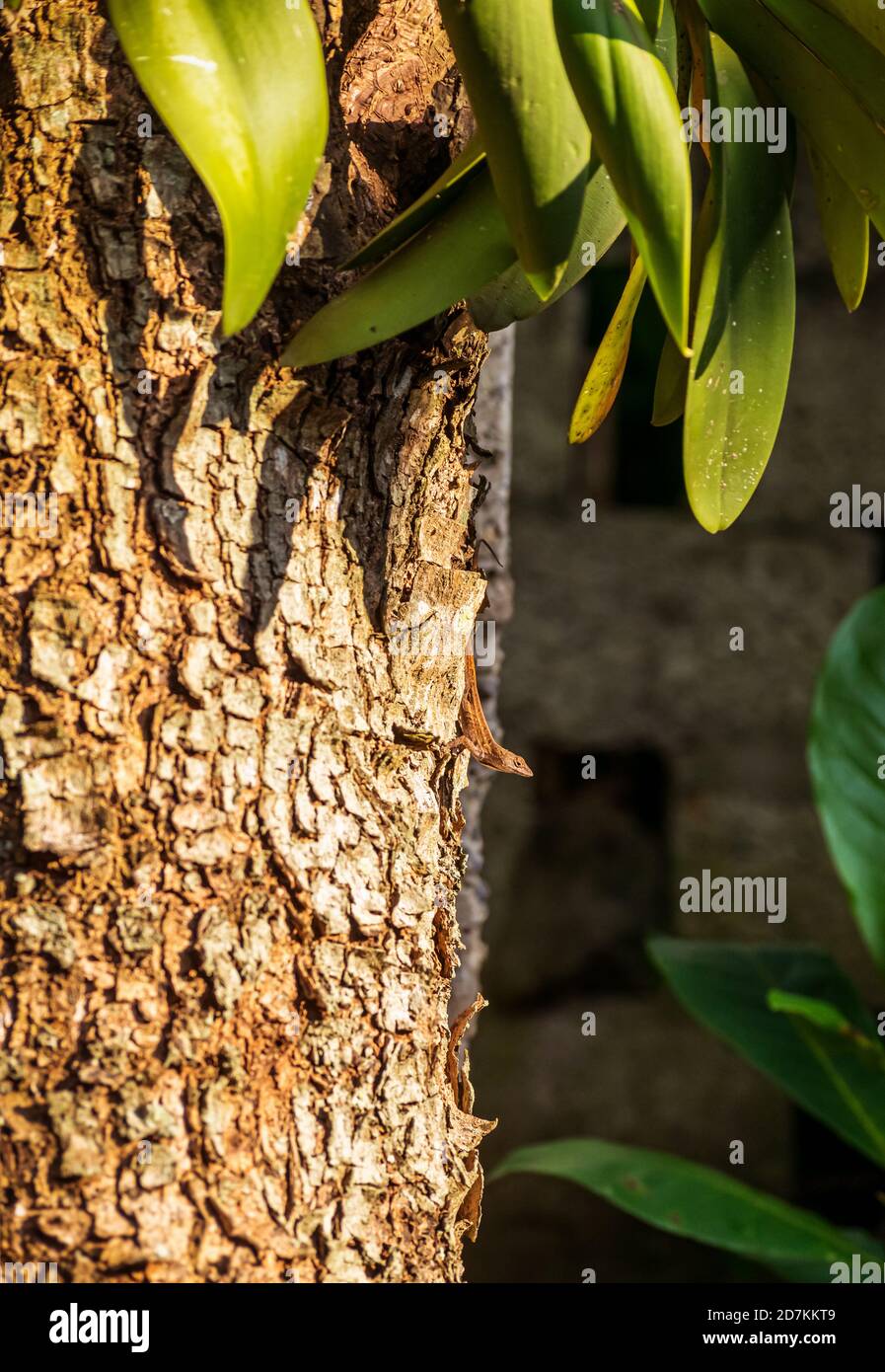 Un petit lézard brun rampant dans un tronc d'arbre husky Banque D'Images