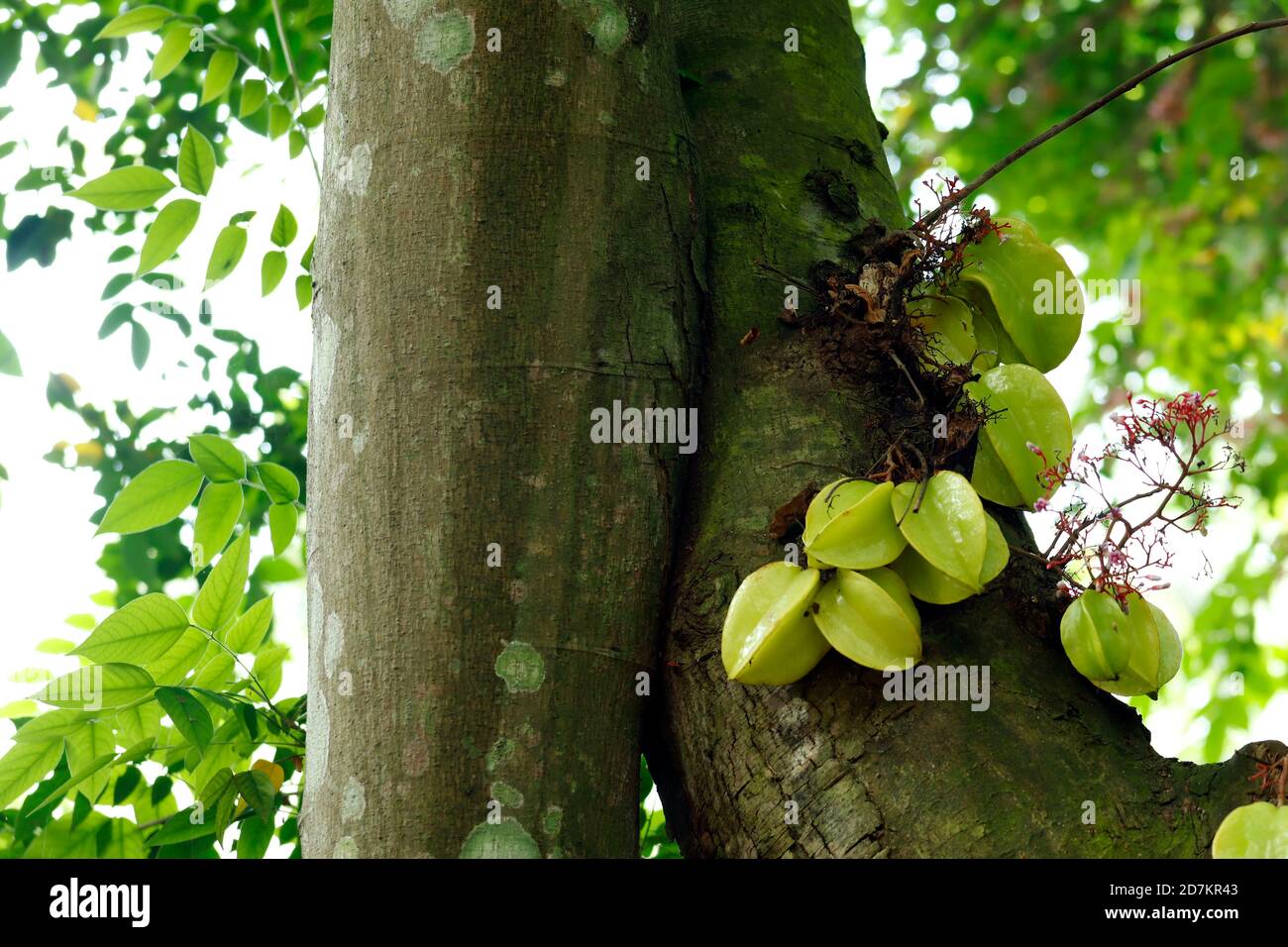 La carabole qui est également connu comme le fruit d'étoile qui est Le fruit des familles Averrhoa carambola Banque D'Images