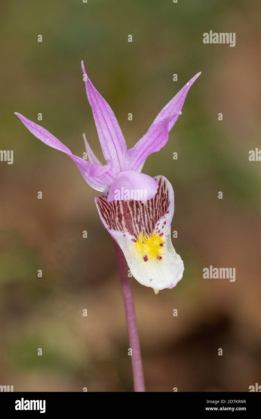 Amérique du Nord; États-Unis; Alaska; Parc national de Denali; plantes; fleurs sauvages; Orchidée de Calypso ou Slipper de Lady; Bulbosa de Calypso Banque D'Images