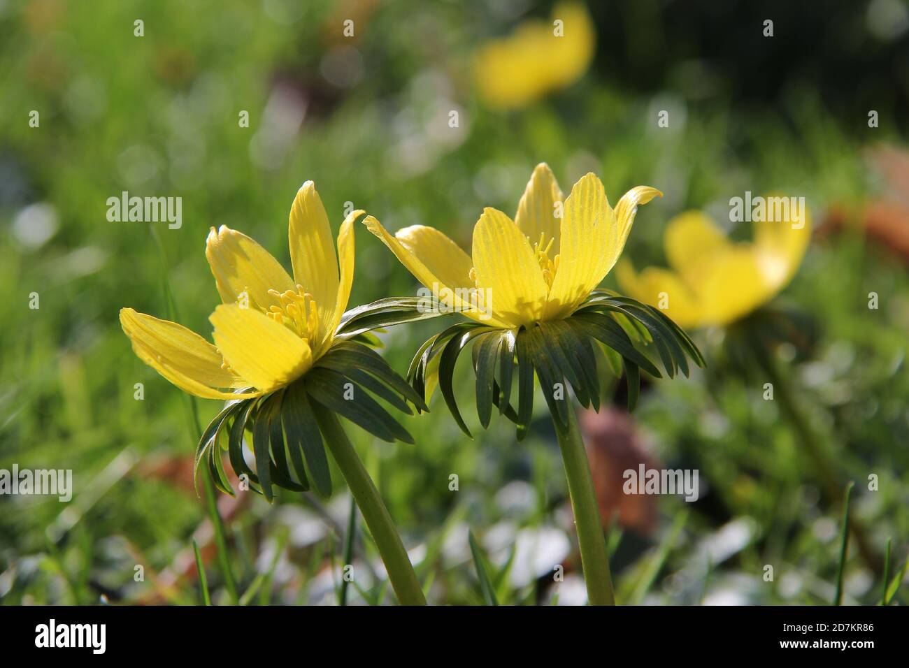 Gros plan de fleurs de celandine jaune dans le champ Banque D'Images