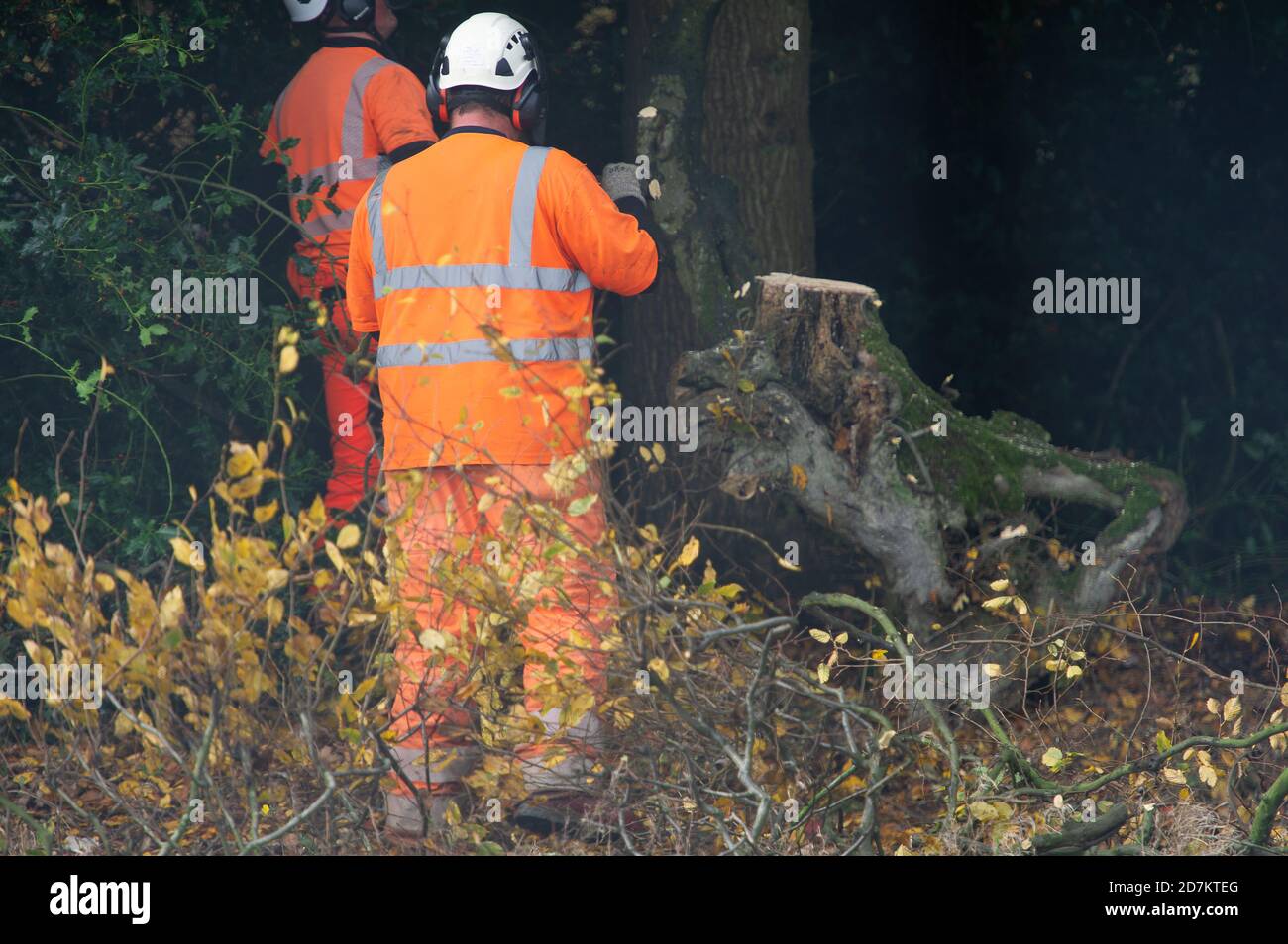 Grim's Ditch, Aylesbury Vale, Royaume-Uni. 23 octobre 2020. HS2 a été l'abattage d'arbres dans la Sorcière de Grim aujourd'hui près de Jones Hill Wood. Les militants écologistes anti HS2 affirment que HS2 n'a pas le permis d'abattage correct chez Grim's Ditch et qu'il était donc possible qu'il commet un crime contre la faune. Des recherches archéologiques antérieures sur la Sorcière de Grim, un refuge pour la faune sauvage, remontent à l'âge de fer. Le très controversé train à grande vitesse HS2 de Londres à Birmingham relie 108 anciennes terres boisées, 33 SSSI et 693 zones fauniques en péril. Crédit : Maureen McLean/Alay Live News Banque D'Images