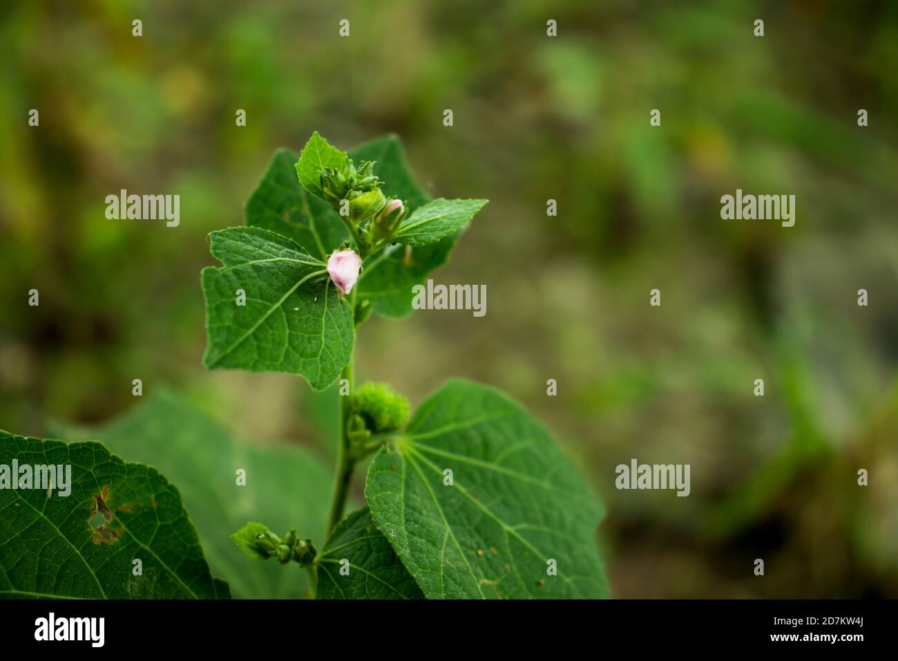 Petite plante de fleur d'herbe rose et blanche derrière la route Banque D'Images