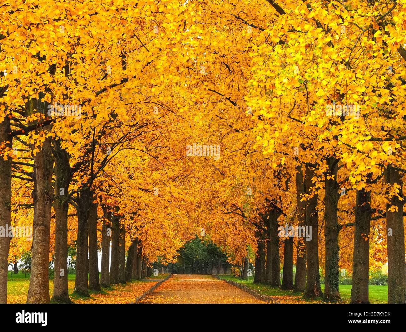 Avenue avec arbres jaunes en automne Banque D'Images