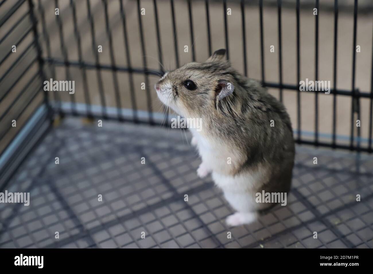 Hamster pour animaux dans une cage. Banque D'Images