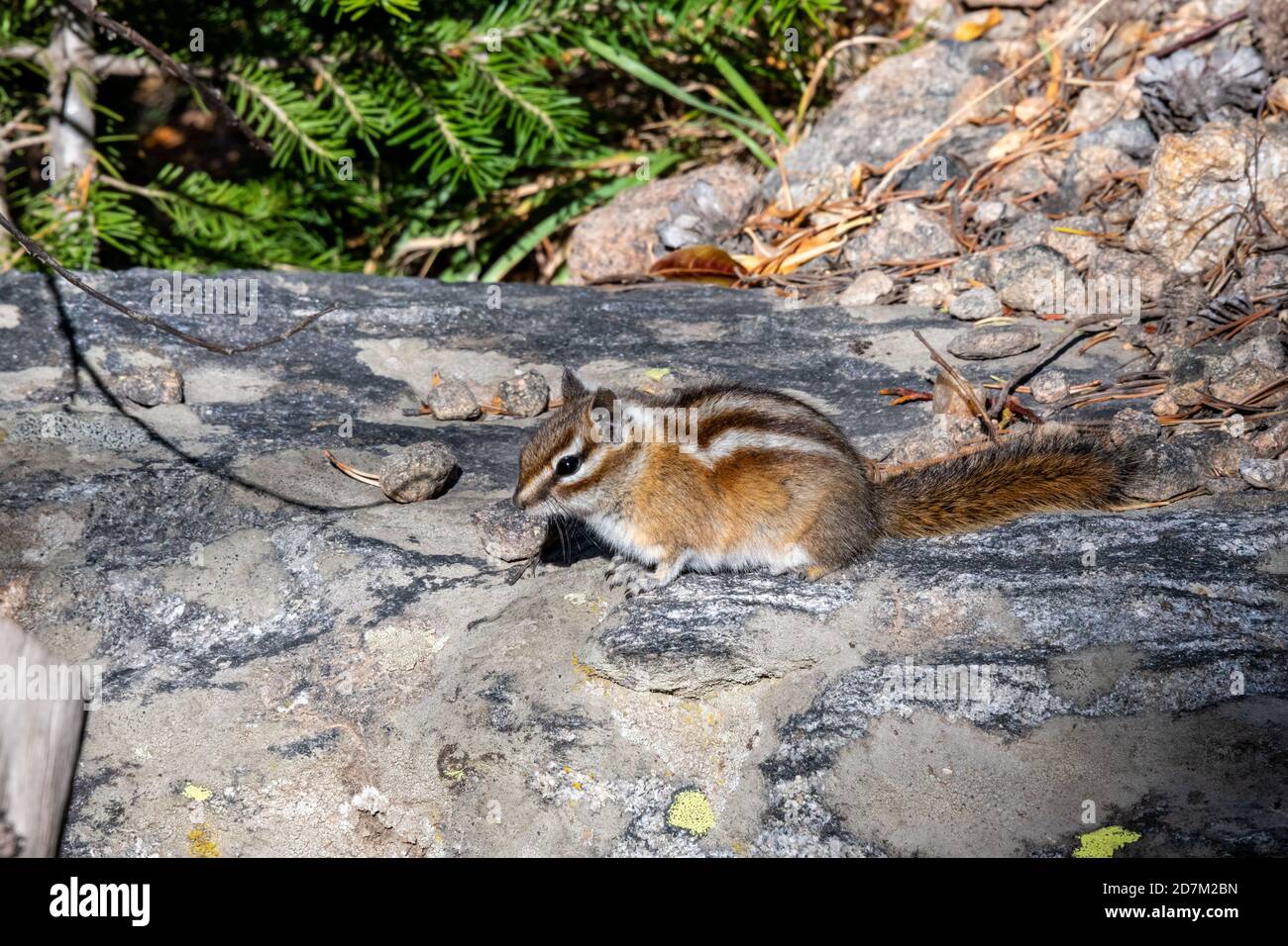 Chipmunk au lac Bear dans le parc national des montagnes Rocheuses Banque D'Images