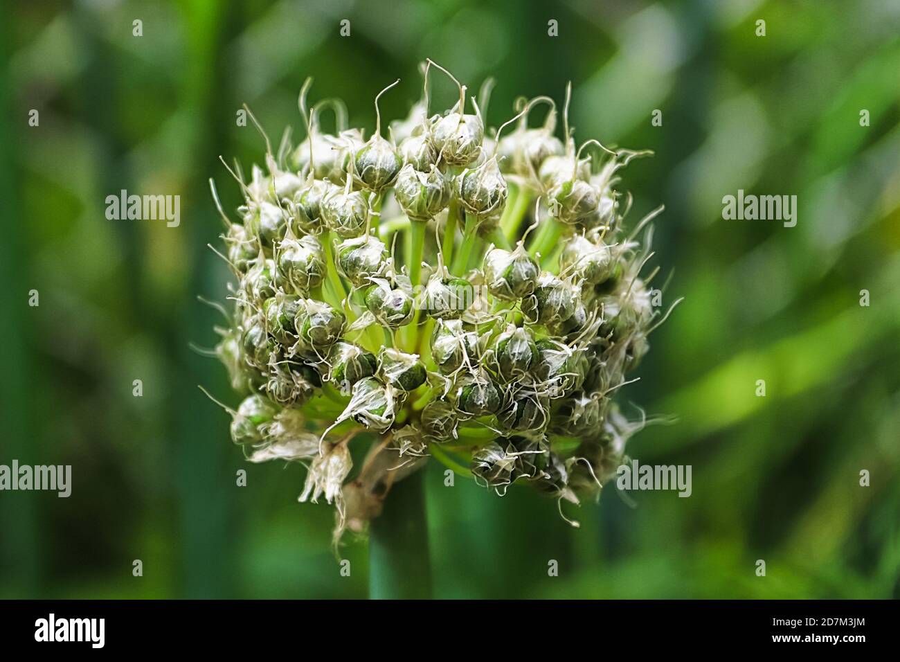 Macro de capsules d'oignon vert mûrir à l'extérieur Banque D'Images