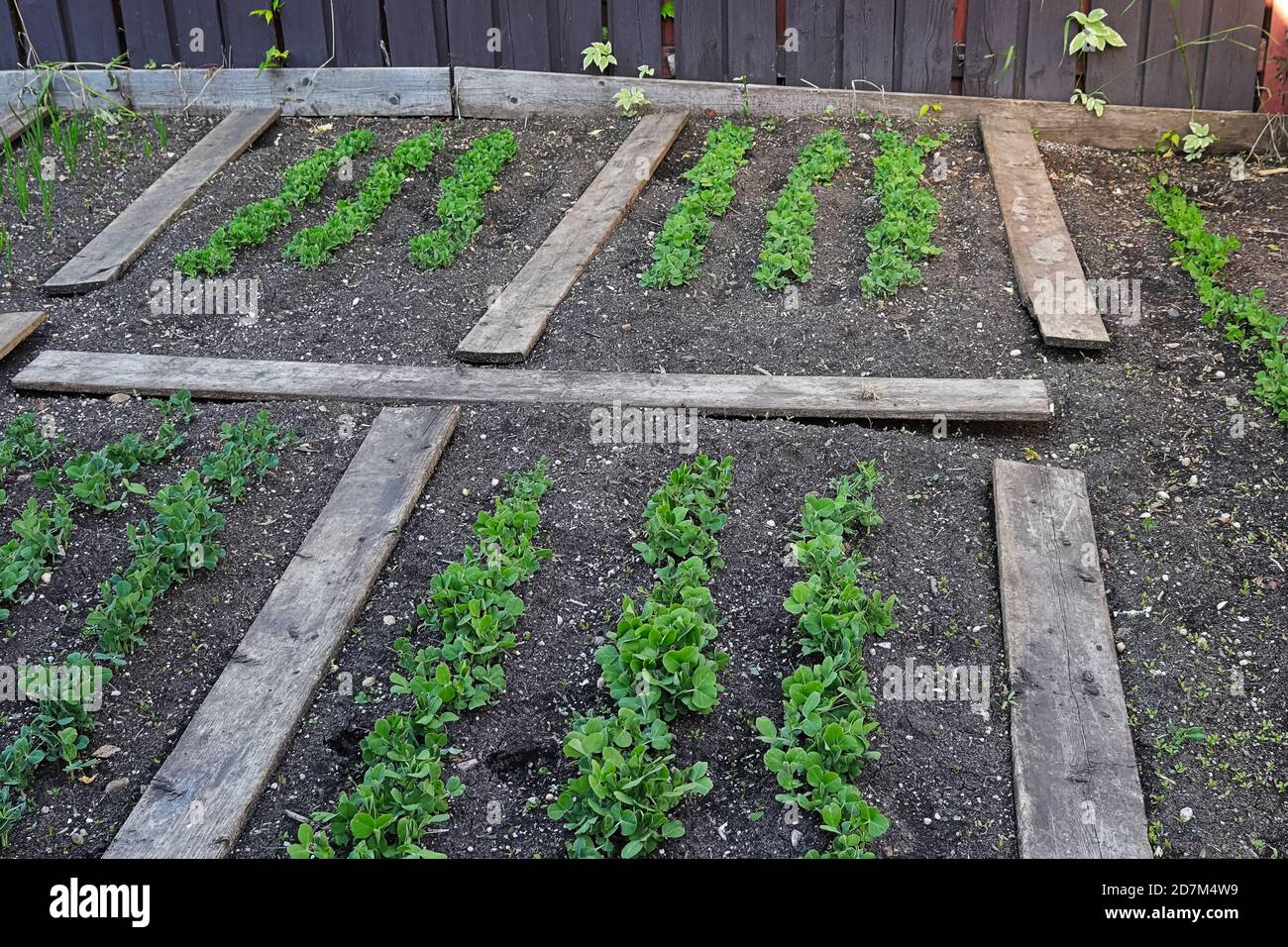 Des rangées de jeunes plants de pois dans un jardin au printemps Banque D'Images