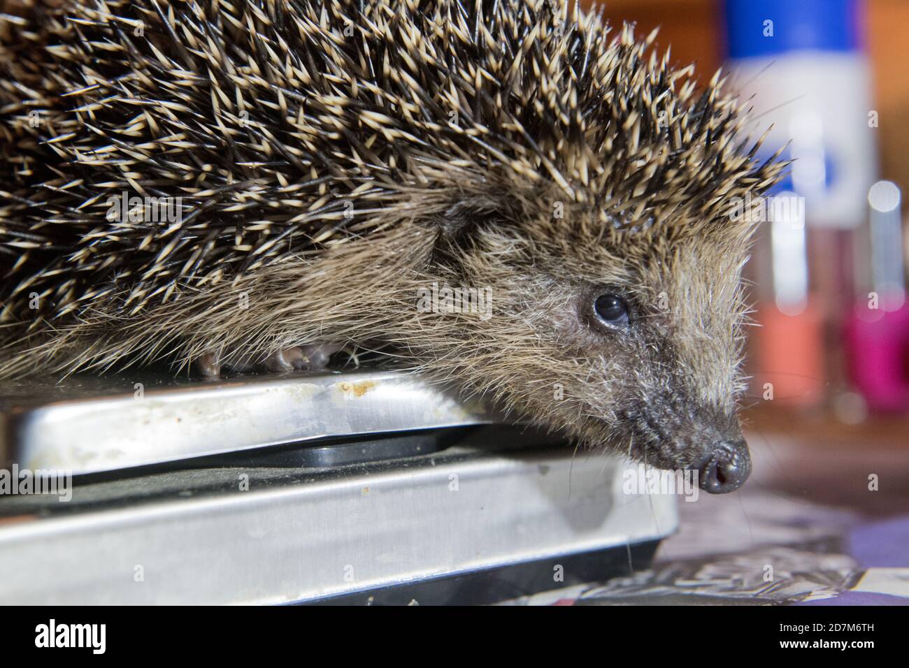 Kirch Baggendorf, Allemagne. 23 octobre 2020. Un hérisson repose sur une échelle de lettres dans la « boîte de hérisson » du centre de sauvetage. À l'automne, de nombreuses personnes trouvent des hérissons qui semblent sans défense et les emportent dans des abris pour animaux, des zoos ou des centres de sauvetage pour hérissons. Les abris pour animaux ne sont pas autorisés à prendre des animaux sauvages dans le Mecklembourg-Poméranie-Occidentale, ceci exige un permis spécial. Dans le centre de sauvetage de hérisson 'Igelkiste' ils sont pris en charge pour qu'ils puissent être libérés à nouveau dans la nature. Credit: dpa Picture Alliance/Alay Live News Banque D'Images