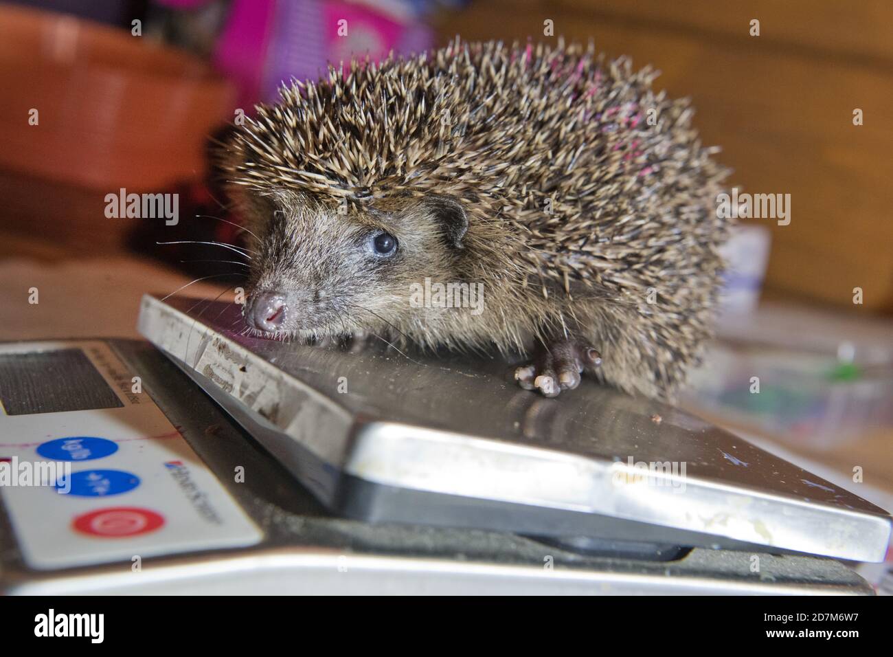 Kirch Baggendorf, Allemagne. 23 octobre 2020. Un hérisson repose sur une échelle de lettres dans la « boîte de hérisson » du centre de sauvetage. À l'automne, de nombreuses personnes trouvent des hérissons qui semblent sans défense et les emportent dans des abris pour animaux, des zoos ou des centres de sauvetage pour hérissons. Les abris pour animaux ne sont pas autorisés à prendre des animaux sauvages dans le Mecklembourg-Poméranie-Occidentale, ceci exige un permis spécial. Dans le centre de sauvetage de hérisson 'Igelkiste' ils sont pris en charge pour qu'ils puissent être libérés à nouveau dans la nature. Credit: dpa Picture Alliance/Alay Live News Banque D'Images