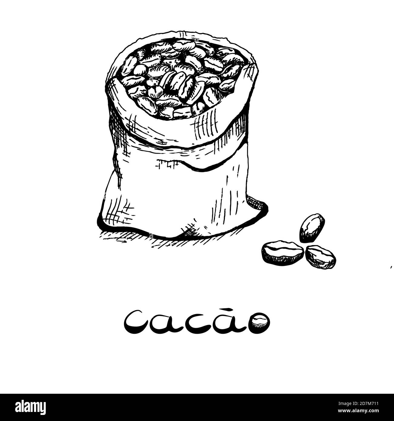 Le sac avec le haricot de l'arbre de cacao. Image en noir et blanc dans le style des graphiques dessinés à la main. Illustration vectorielle, esquisse Illustration de Vecteur
