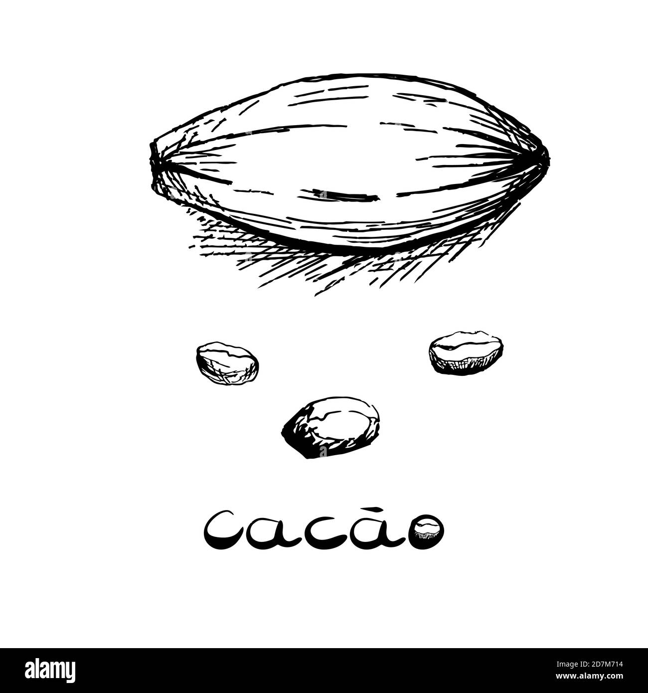 Le fruit de l'arbre de cacao et les haricots. Image en noir et blanc dans le style des graphiques dessinés à la main. Illustration vectorielle, esquisse Illustration de Vecteur