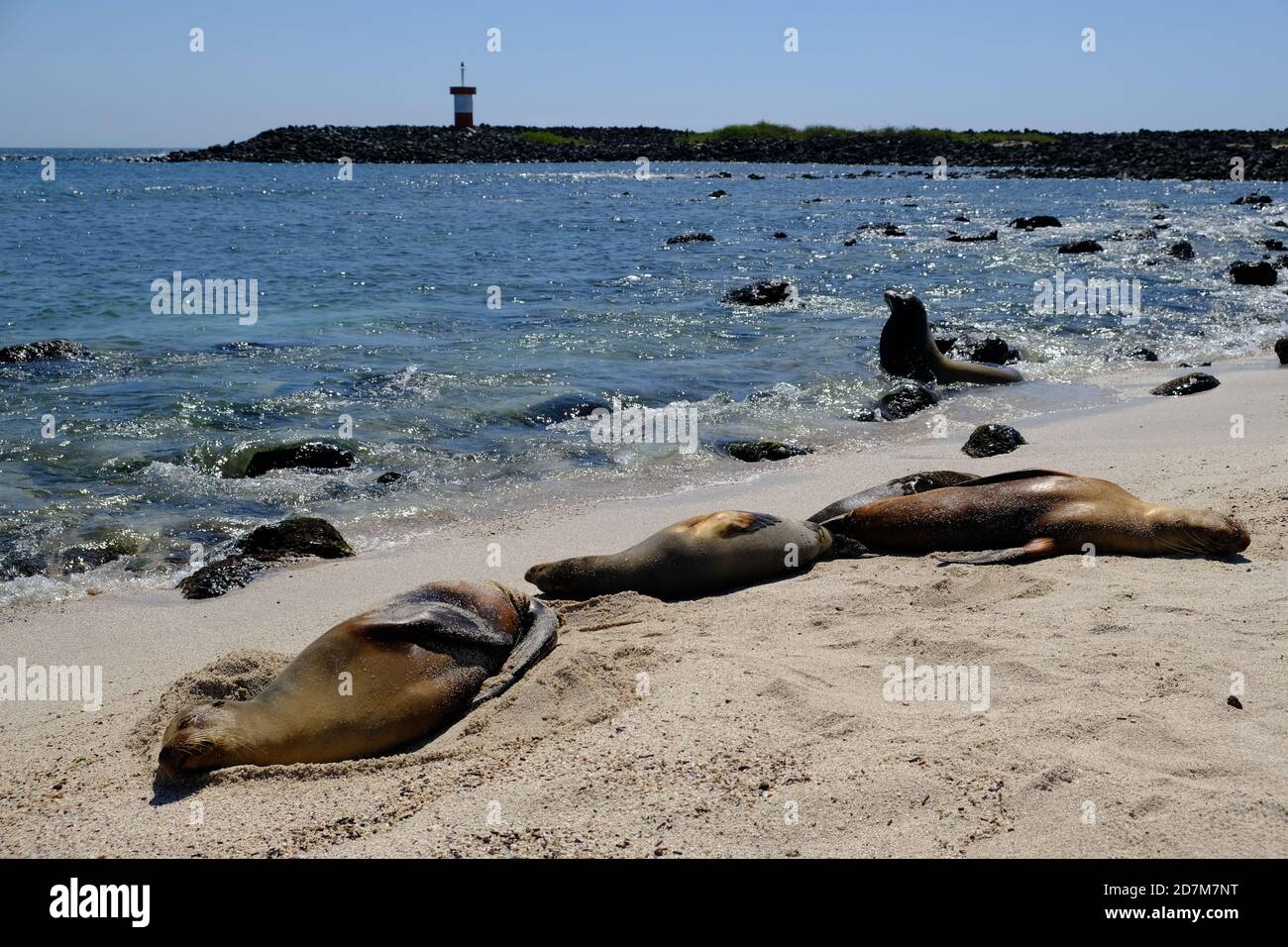 Équateur Îles Galapagos - San Cristobal Island Sleeping Seals at Plage Playa Punta Carola Banque D'Images