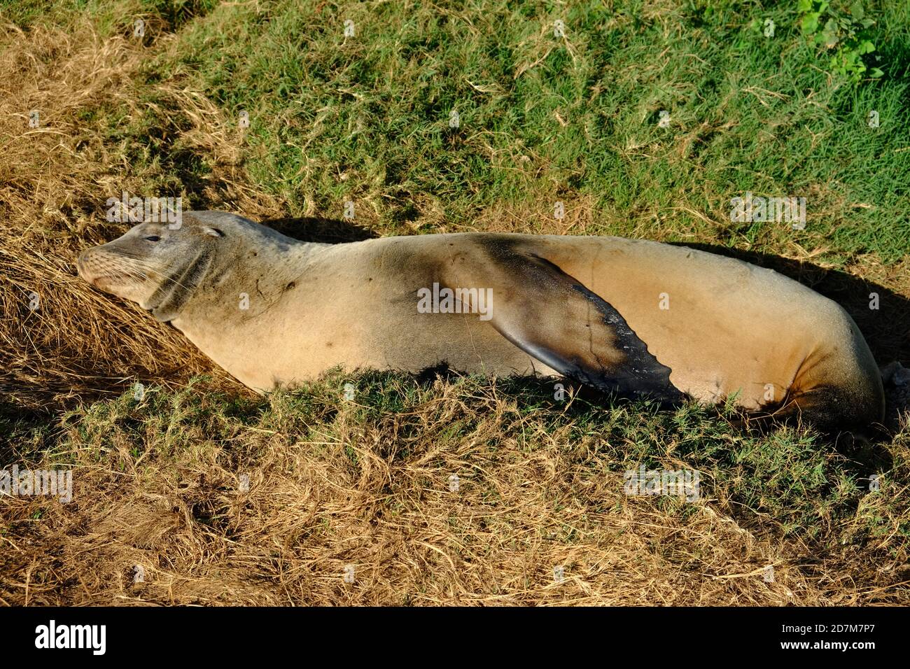 Équateur Îles Galapagos - San Cristobal Island Sleeping Seal at Plage de Puerto Baquerizo Moreno Banque D'Images