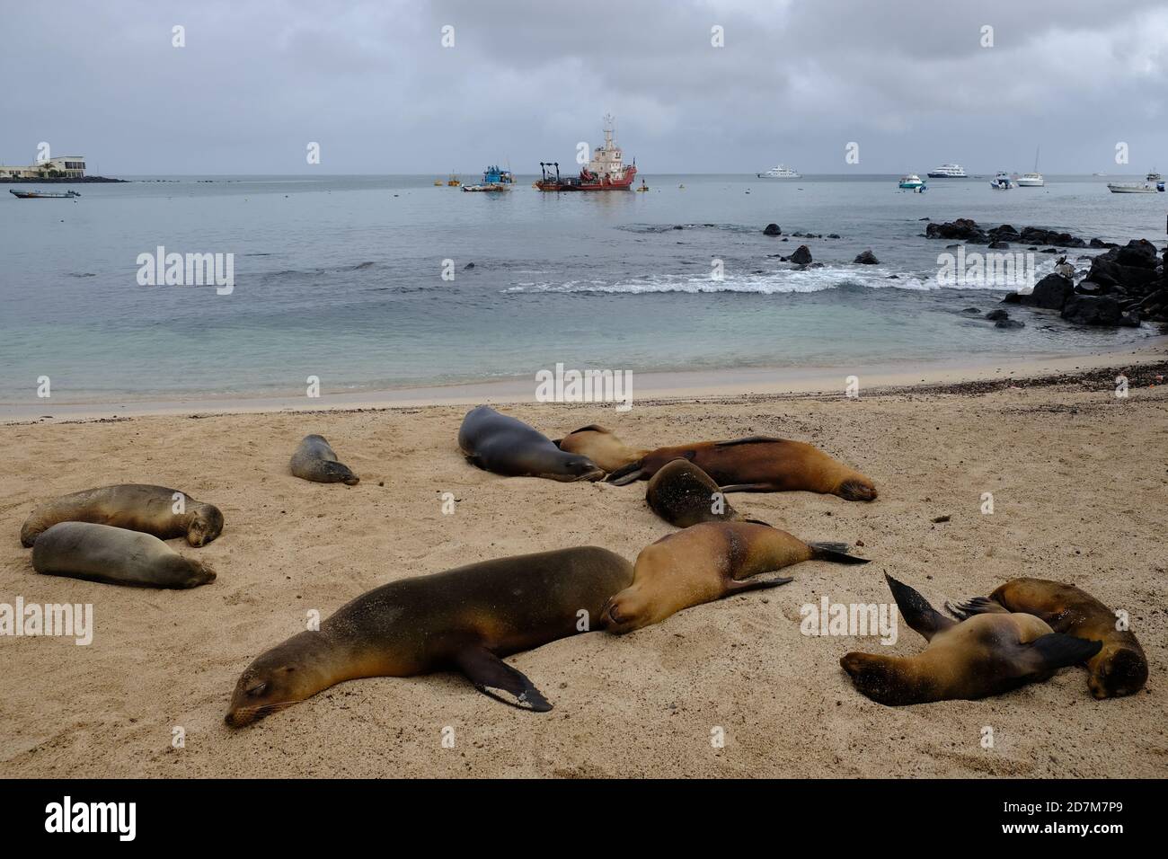 Équateur Îles Galapagos - San Cristobal Island Groupe de phoques au repos À la plage de Puerto Baquerizo Moreno Banque D'Images