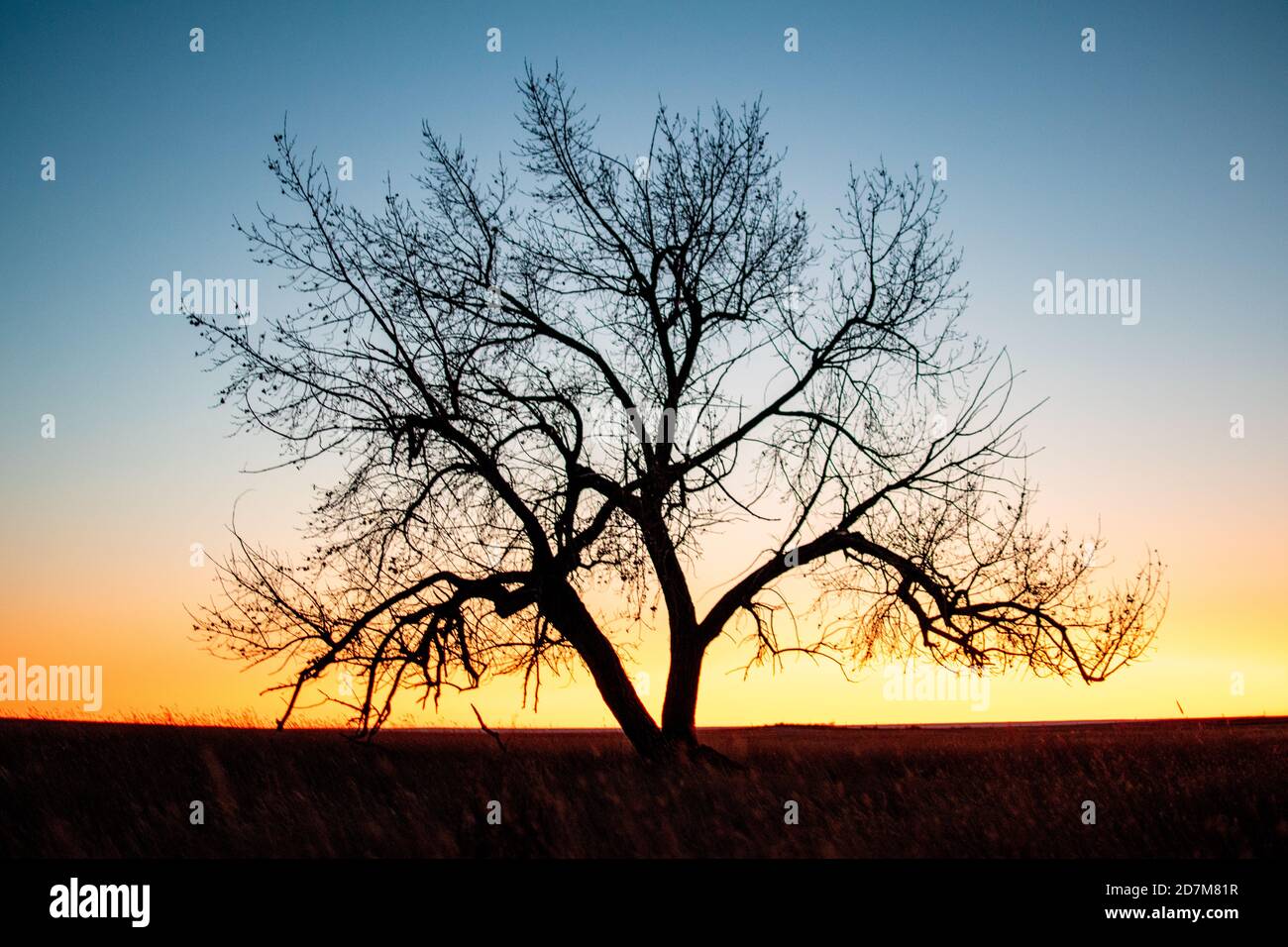 Un arbre solitaire au coucher du soleil à l'automne Banque D'Images