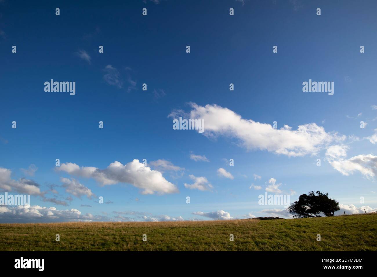 Arbre raboussé balayé par le vent sur le champ de prairie agricole dans le Hampshire rural contre un ciel nuageux Banque D'Images