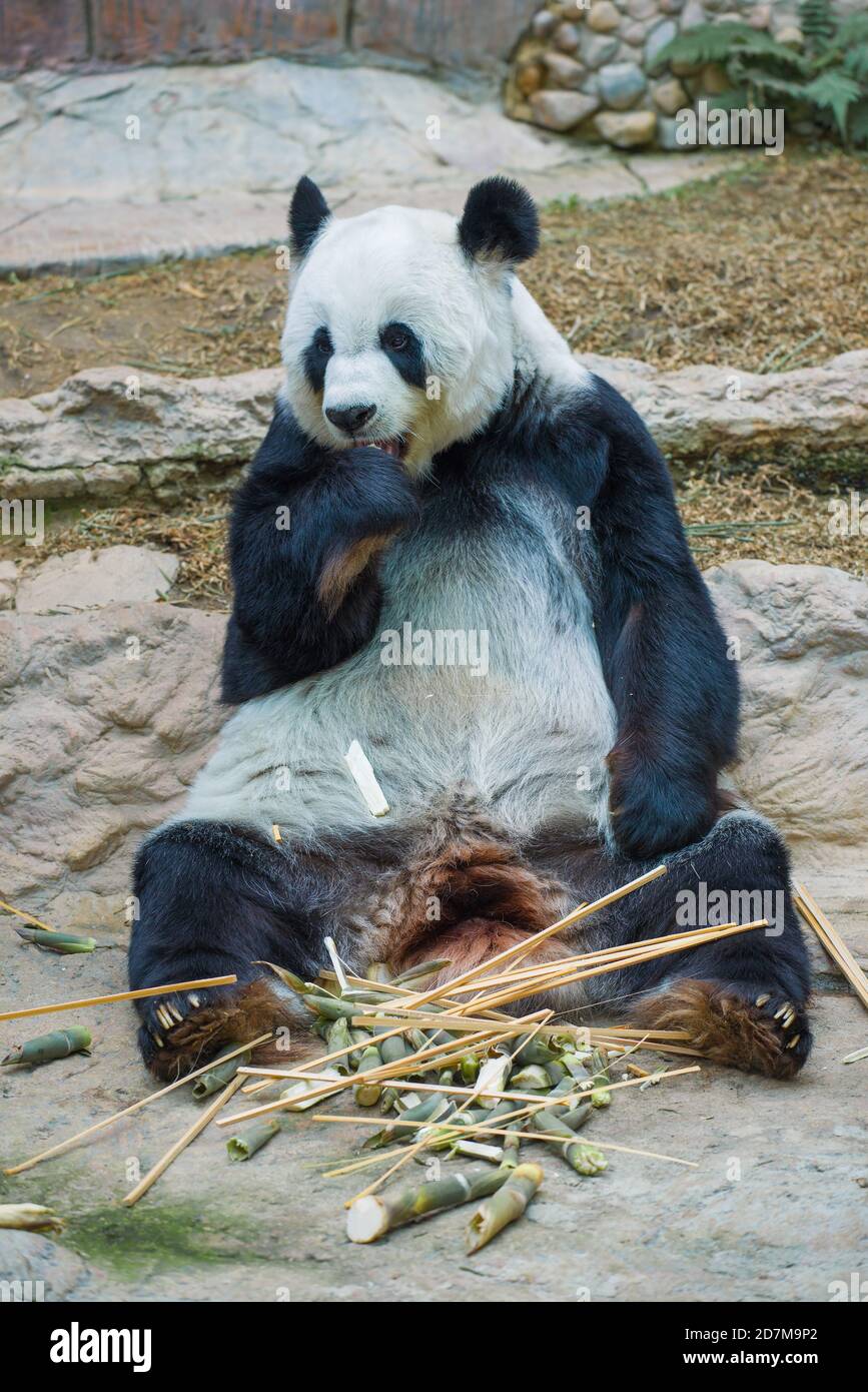 Mangeant de panda géant. Chiang Mai Banque D'Images