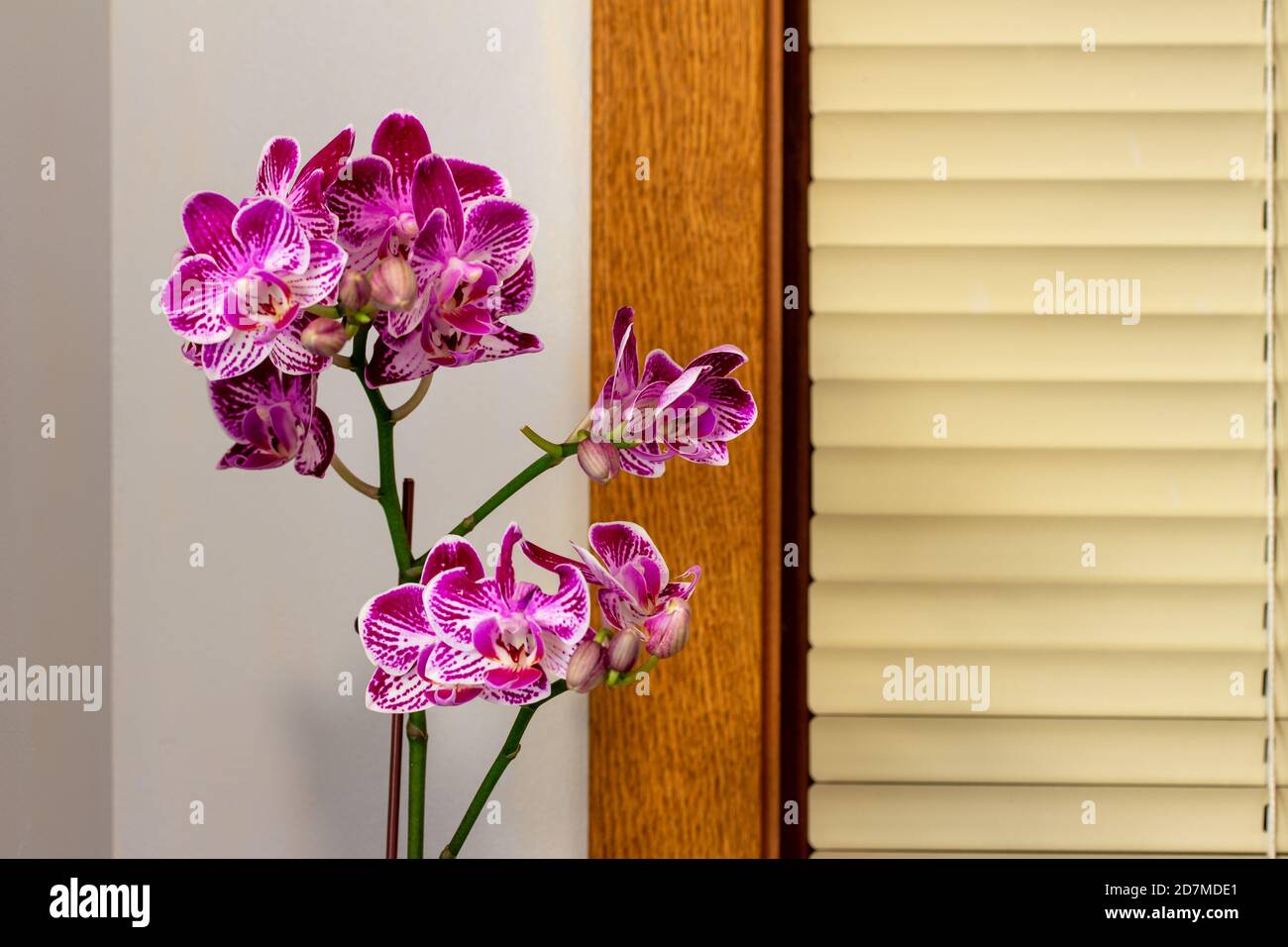 Gros plan sur la texture de la magnifique violet et blanc élégant fleurs sur une plante d'orchidée de phalaenopsis (orchidée de papillon) sur fond blanc Banque D'Images