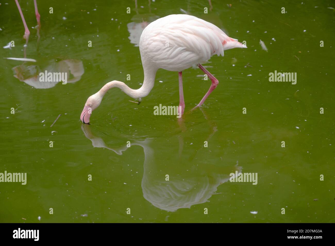 flamingo se reflète dans un étang vert dans un jardin urbain, tourné à Baden Wuttenberg, Allemagne Banque D'Images