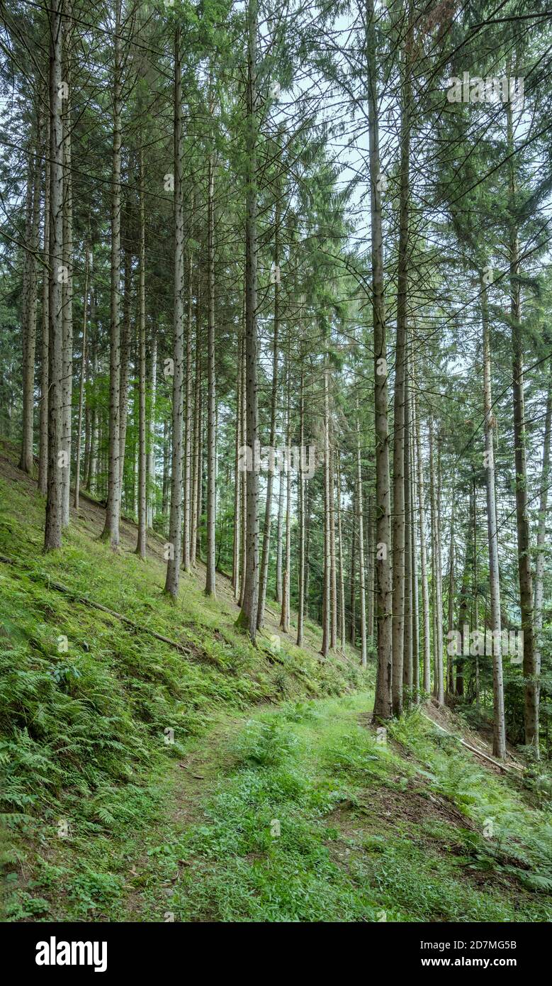 Paysage avec piste verte sur la pente parmi les grands arbres dans les bois, tourné en lumière d'été près d'Ibach, Forêt Noire, Baden Wuttenberg, Allemagne Banque D'Images