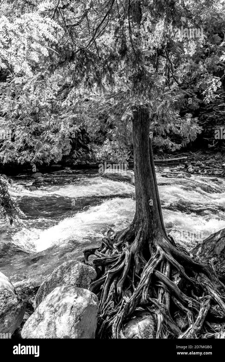 Réserve d'eau vive Minden Hills Algonquin Highlands Ontario Canada en été Banque D'Images