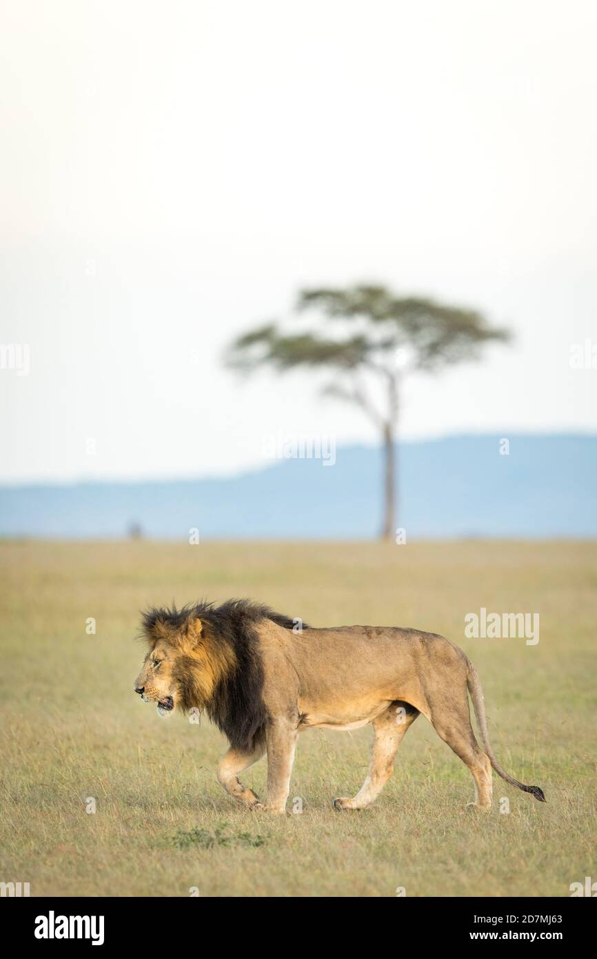 Lion marchant dans les plaines d'herbe de Masai Mara avec un Arbre en arrière-plan au Kenya Banque D'Images