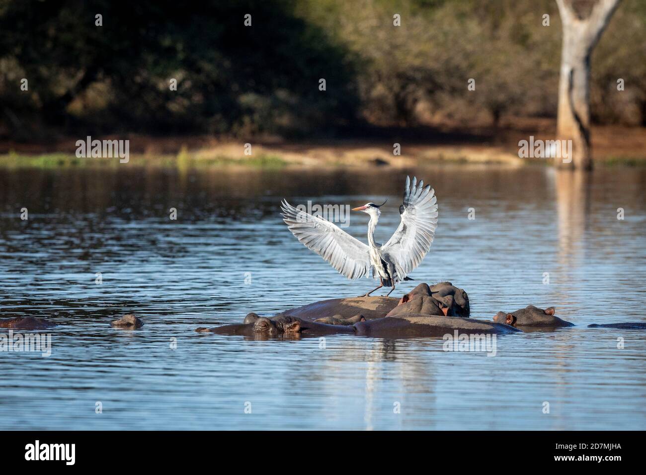 Héron gris avec ses ailes larges ouvert au soleil du matin Assis sur le dos de l'hippopotame à Kruger Park en Afrique du Sud Banque D'Images