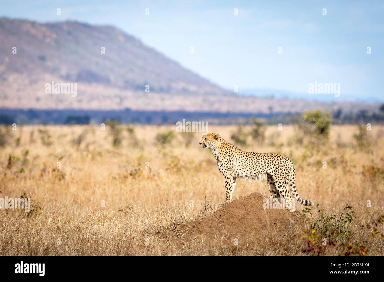 Guépard adulte debout sur un termite regardant alerte avec Une montagne de bateaux en arrière-plan dans Kruger Park in Afrique du Sud Banque D'Images