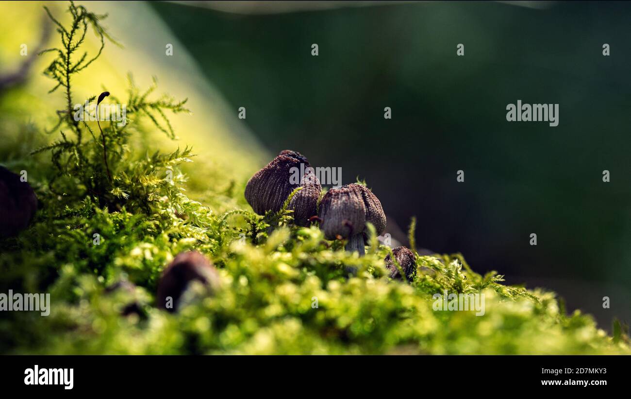 la compagnie paisible d'un couple de champignons nichés dans un lit doux de mousse Banque D'Images