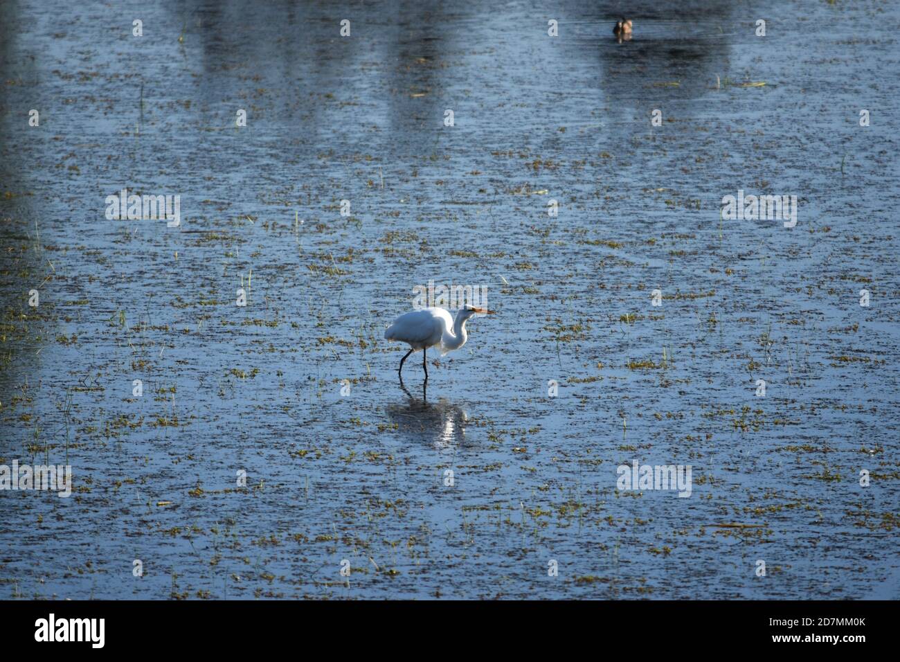 Grande aigrette consommant un petit poisson à la réserve naturelle de Tualatin River en Oregon. Banque D'Images